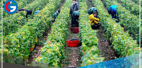 Termómetros marcan los 40 grados en China