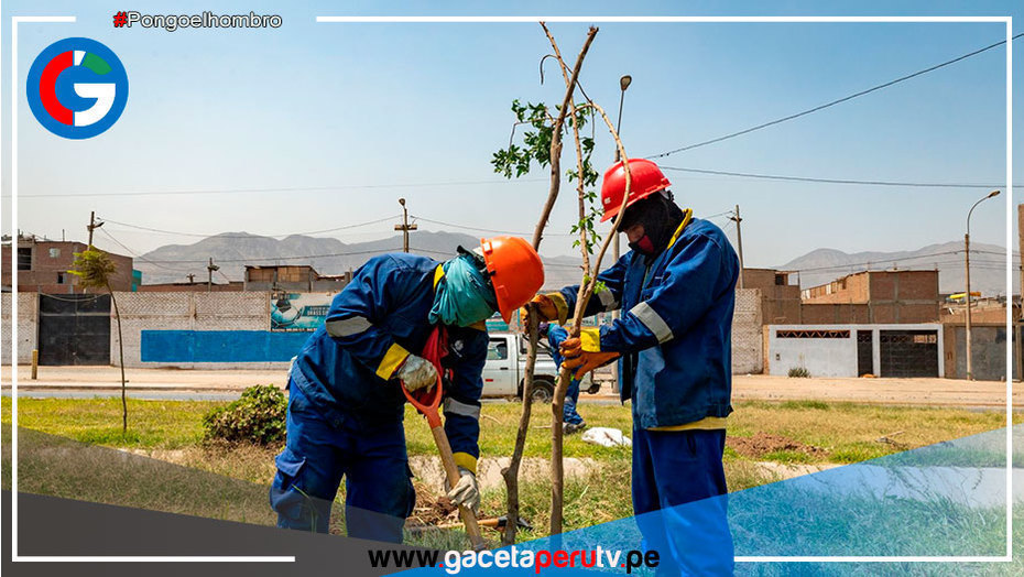 3,366 árboles han sido plantados en Lima norte