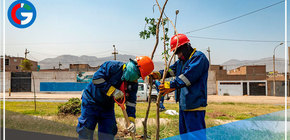 3,366 árboles han sido plantados en Lima norte