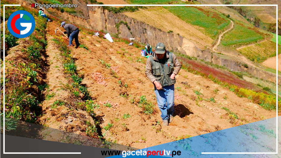 Fertiabono: El subsidio beneficiará a 370 mil agricultores que cuenten con hasta 10 hectáreas de cultivos