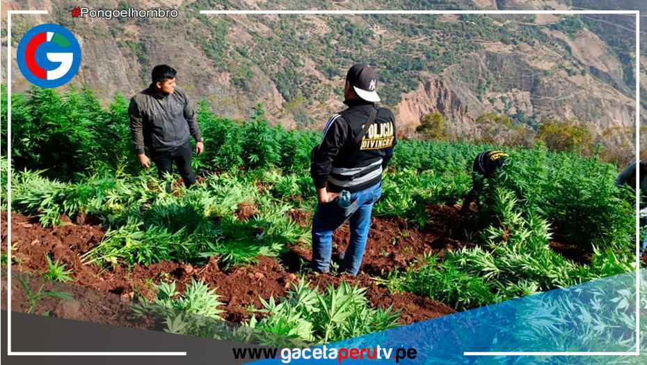 PNP erradica 9,000 plantones de marihuana en la provincia de Sánchez Carrión