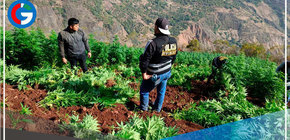 PNP erradica 9,000 plantones de marihuana en la provincia de Sánchez Carrión 