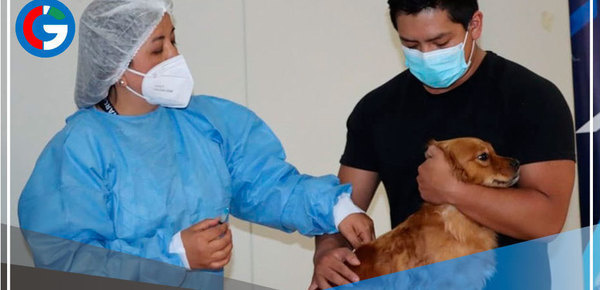 Brigadas y municipios se unen para vacunar a canes callejeros en Cajamarca