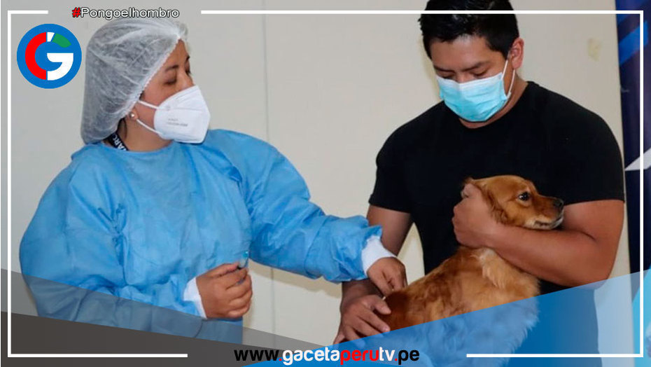 Brigadas y municipios se unen para vacunar a canes callejeros en Cajamarca
