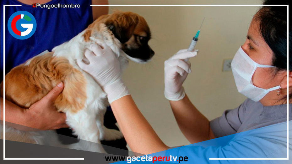 VanCan 2022: Municipios y brigadas de salud vacunaran perros callejeros contra la rabia en Cajamarca