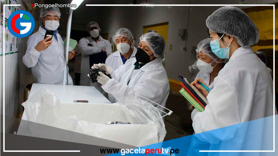 Buenas noticias: Delegación nipona visita a productores de uva en Ica y Piura