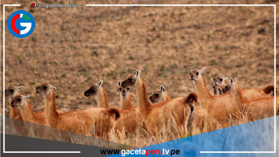 Buenas Noticias: Cajamarca inicia repoblamiento de vicuñas con 240 ejemplares