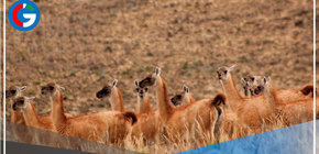 Buenas Noticias: Cajamarca inicia repoblamiento de vicuñas con 240 ejemplares