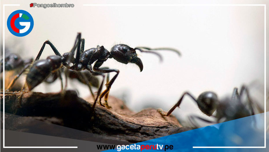 Estiman que ecosistemas del mundo albergan a más de 20,000 billones de hormigas