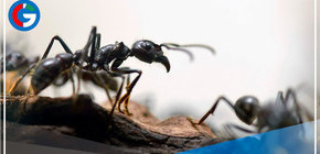 Estiman que ecosistemas del mundo albergan a más de 20,000 billones de hormigas