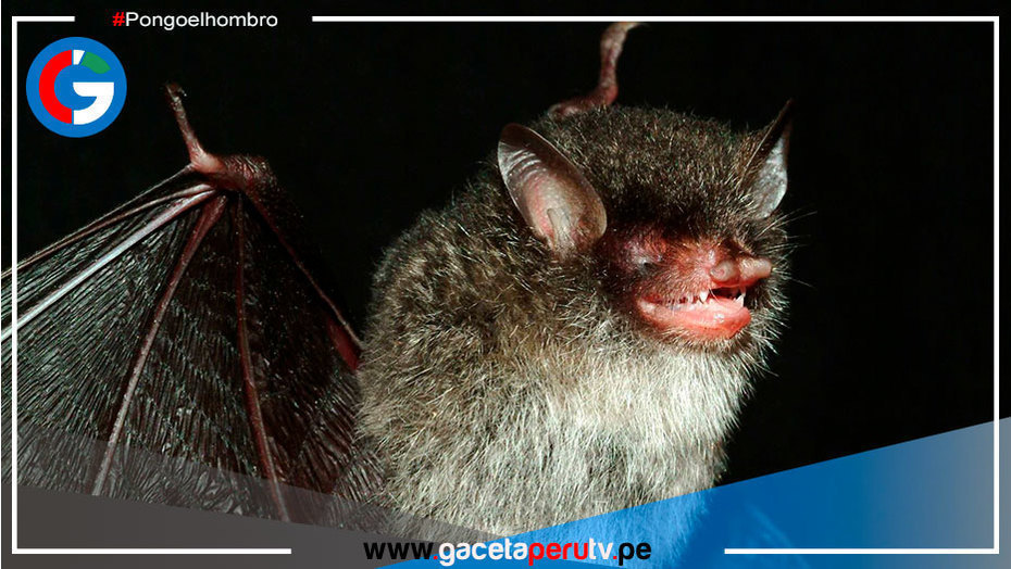 Washington: Descubren un virus similar al covid que puede entrar en las células humanas