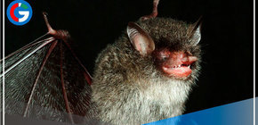 Washington: Descubren un virus similar al covid que puede entrar en las células humanas