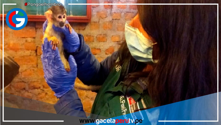 Puno: Decomisaron 139 animales silvestres entre vivos, muertos y partes durante 2022