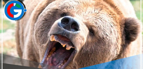 Dos muertos por ataque de un oso pardo en el Parque Nacional de Banff