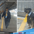 Perro vestido como trabajador del Metropolitano de Lima causa sensación 