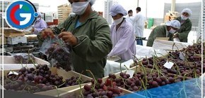 Agroexportaciones incrementan en 2,7% en comparación al año pasado 