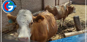 La producción de leche en Lambayeque ha experimentado una disminución del 50%