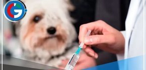 34 mil 600 canes fueron vacunados en Tacna