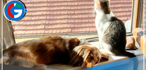 Se coloca la primera multa en el marco de la Ley de Bienestar Animal.