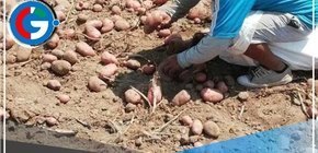 Reportan baja producción del espárrago, ají y papa en agosto del 2023