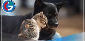 VMT: Acusan a vecino de envenenar a 13 perritos y gatitos