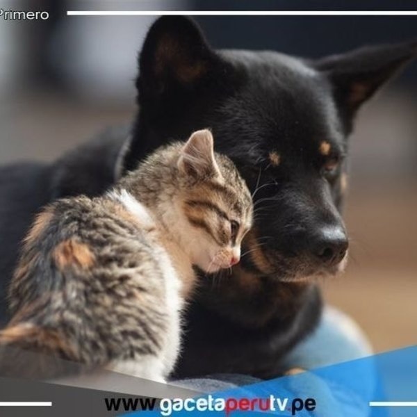 VMT: Acusan a vecino de envenenar a 13 perritos y gatitos