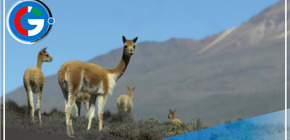 Arequipa: un paseo imperdible por la ciudad blanca para descubrirla en 48 horas