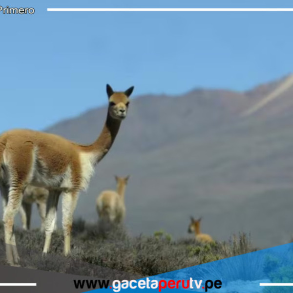 Arequipa: un paseo imperdible por la ciudad blanca para descubrirla en 48 horas