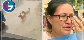 Madre y su hija de 5 años fueron atacadas por cinco perros