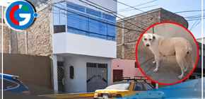 Un perro callejero impidió una tragedia en Trujillo al orinar sobre un explosivo con mecha encendida, salvando así a una familia