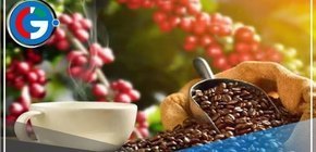 Midagri impulsa la exportación ilimitada de café peruano hacia la Unión Europea