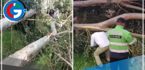 Menor de edad fallece al ser aplastada por un árbol de 10 metros en Huancayo