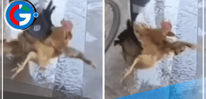 Gallina experimenta el impacto de la chancla "voladora" y los usuarios de TikTok se vuelven locos: "Mi mamá conmigo"