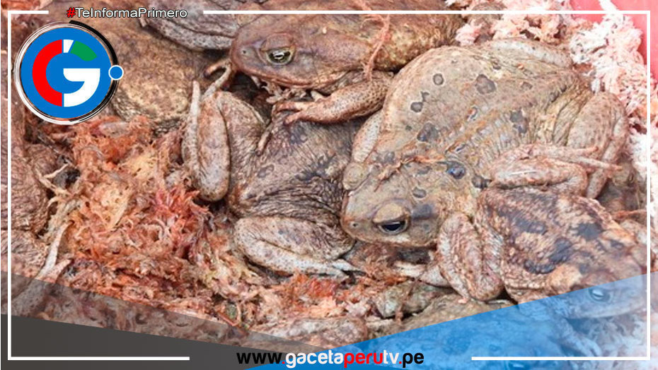 Rechazan el uso indebido de animales silvestres en programa de televisión