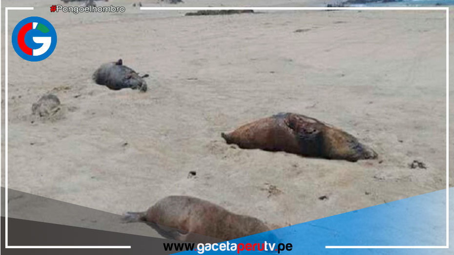 Ica: Unen esfuerzos con municipios ante varamiento de fauna silvestre en playas