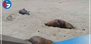 Ica: Unen esfuerzos con municipios ante varamiento de fauna silvestre en playas