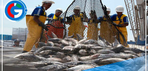 Segunda temporada de pesca genera más de US$1,000 millones