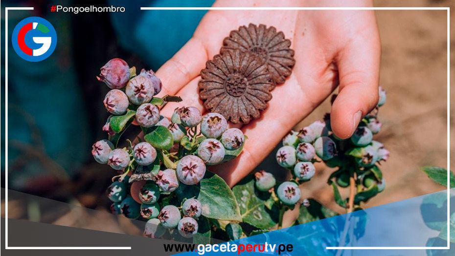 La Libertad: presentan nutritiva galleta de arándano