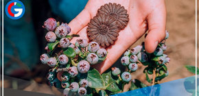 La Libertad: presentan nutritiva galleta de arándano 