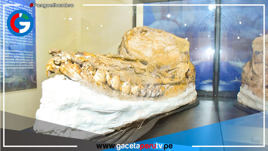 Descubren en Ica fósil de nueva especie de cachalote prehistórico