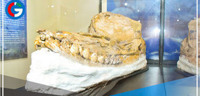 Descubren en Ica fósil de nueva especie de cachalote prehistórico