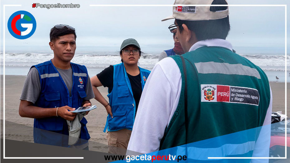 Serfor pide evitar manipular lobos de mar varados en playas de Asia