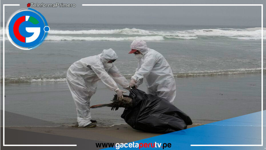 Muerte de lobos marinos sería por la gripe aviar