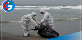 Muerte de lobos marinos sería por la gripe aviar