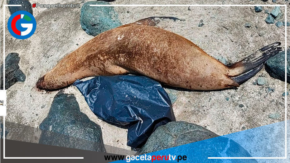Hallan más de 200 aves y 10 lobos marinos muertos en orilla de playas de Ancón