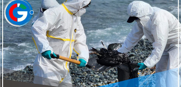 Sernanp y municipalidad del distrito recogen aves muertas de orilla de playas en Ancón