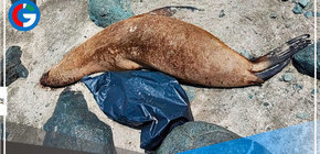 Hallan más de 200 aves y 10 lobos marinos muertos en orilla de playas de Ancón