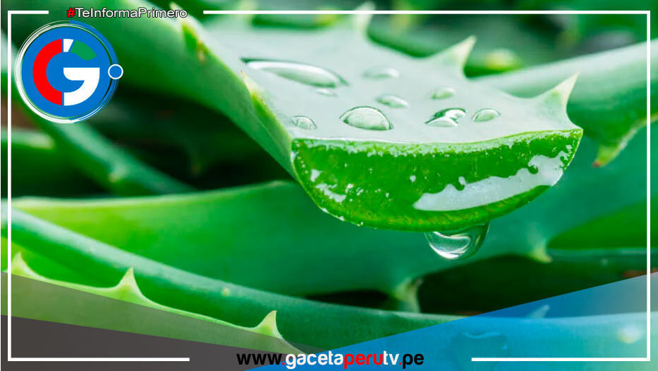 ¿Cómo usar el pepino y la sábila para tener piel de porcelana a los 50?