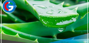 ¿Cómo usar el pepino y la sábila para tener piel de porcelana a los 50?