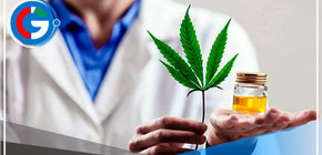 Minsa aprueba el uso medicinal y terapéutico del cannabis